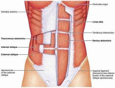 Muscles that make up your online core